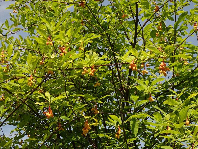 DSC02165