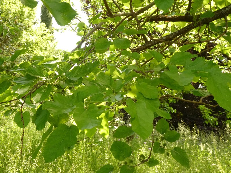 DSC02163
