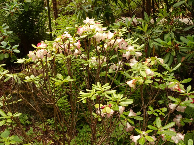 DSC02458