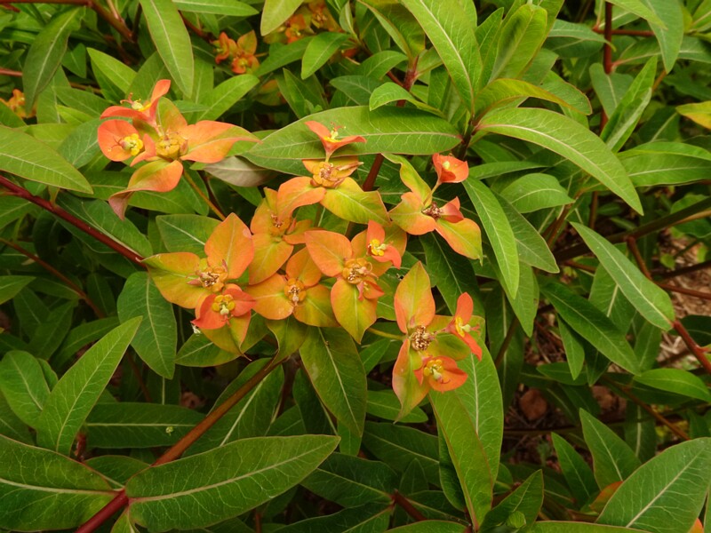 0DSC02450