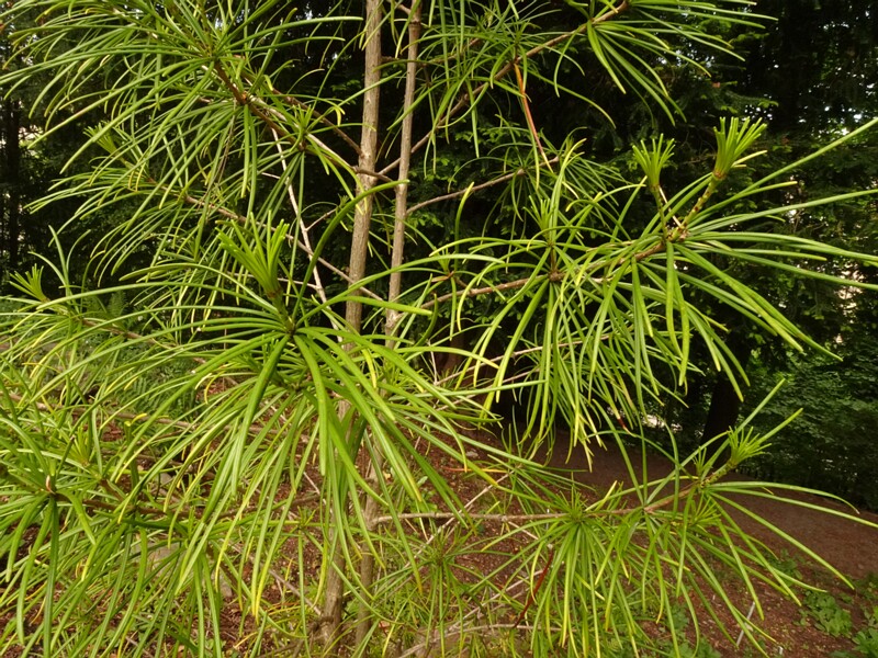 DSC02465