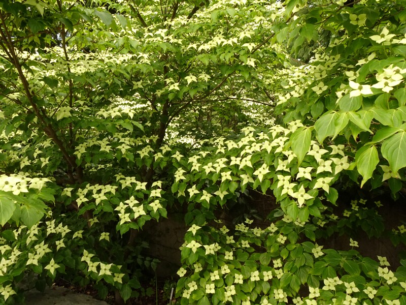 DSC02481