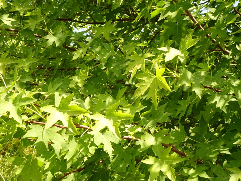 0DSC02183
