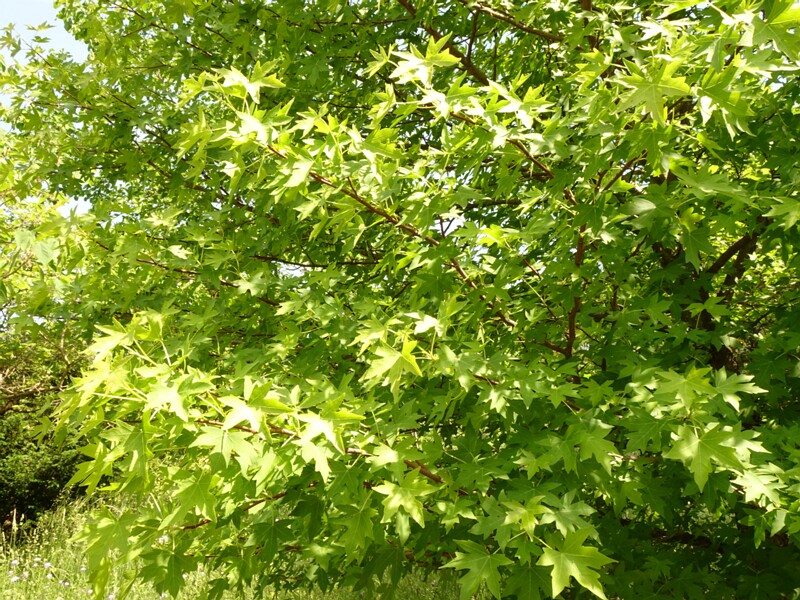 DSC02182