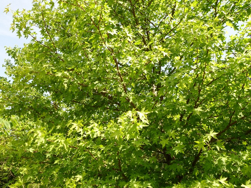 DSC02184