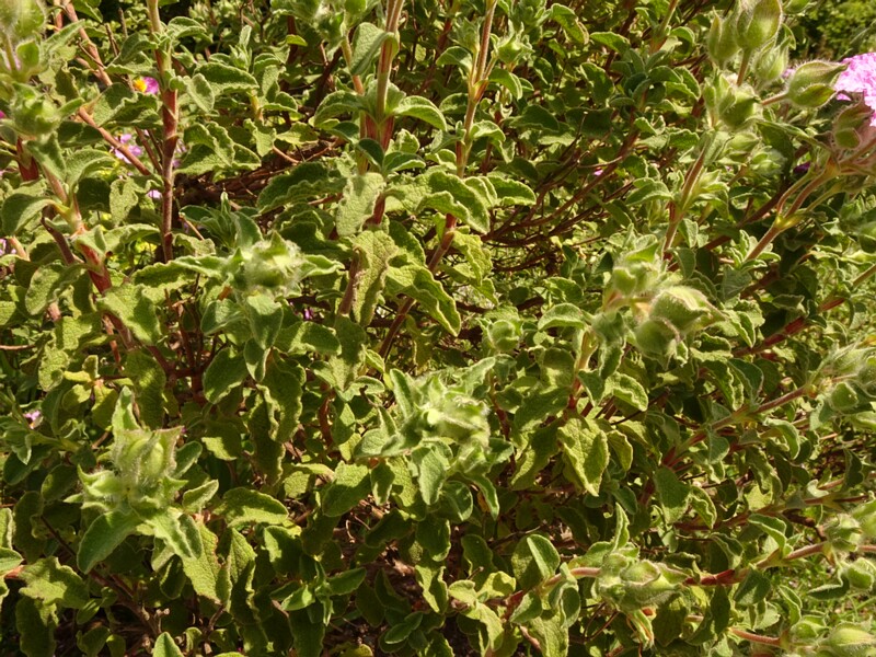 DSC02204