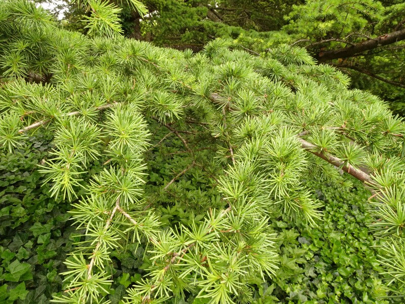 en. Atlas cedar, ru. Кедр атласский, lat. Cedrus atlantica