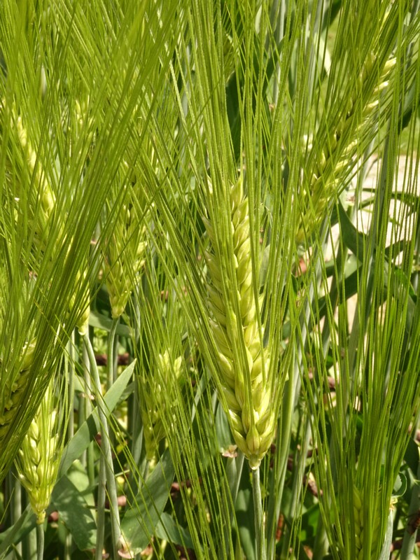 en. Barley 'Plaisant', ru. Ячмень обыкновенный 'Приятный', lat. Hordeum vulgare 'Plaisant'