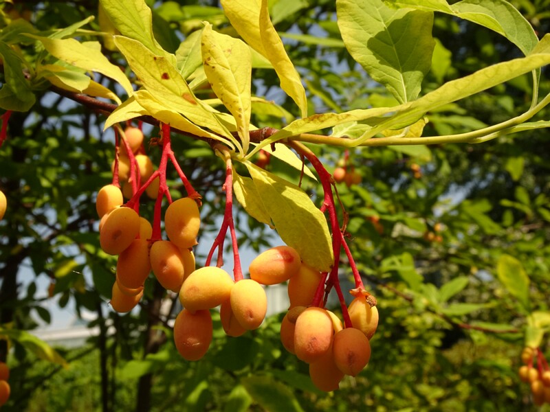 en. Indian plum, ru. Эмлерия вишнеподобная, lat. Oemleria cerasiformis