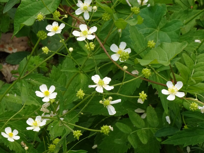 en. aconite-leaf buttercup, ru. Лютик борецелистный, lat. Ranunculus aconitifolius