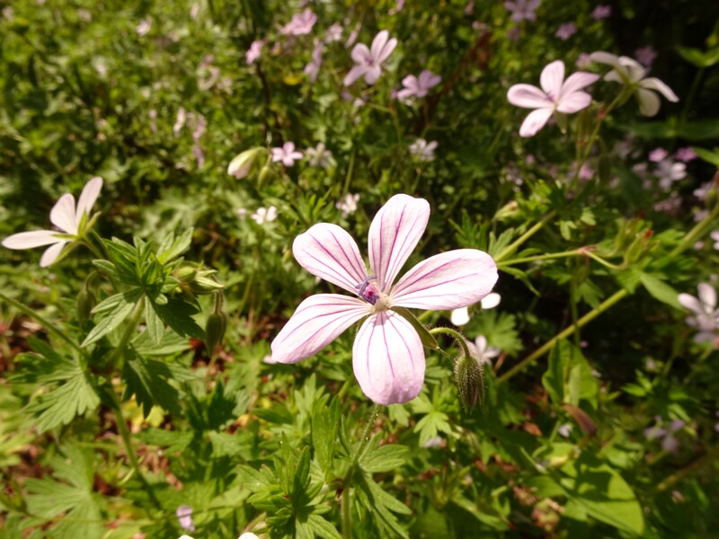 en. asphodel cranesbill, ru. Герань асфоделевидная, lat. Geranium asphodeloides