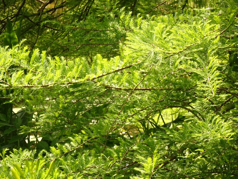 en. bald cypress, ru. Таксодиум двурядный, lat. Taxodium distichum