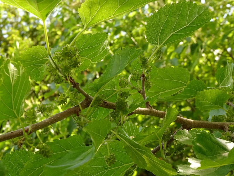 en. black mulberry, ru. Шелковица чёрная, lat. Morus nigra