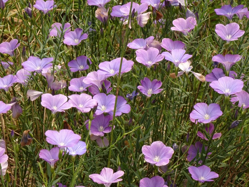 en. blue flax, ru. Лён нарбонский, lat. Linum narbonense
