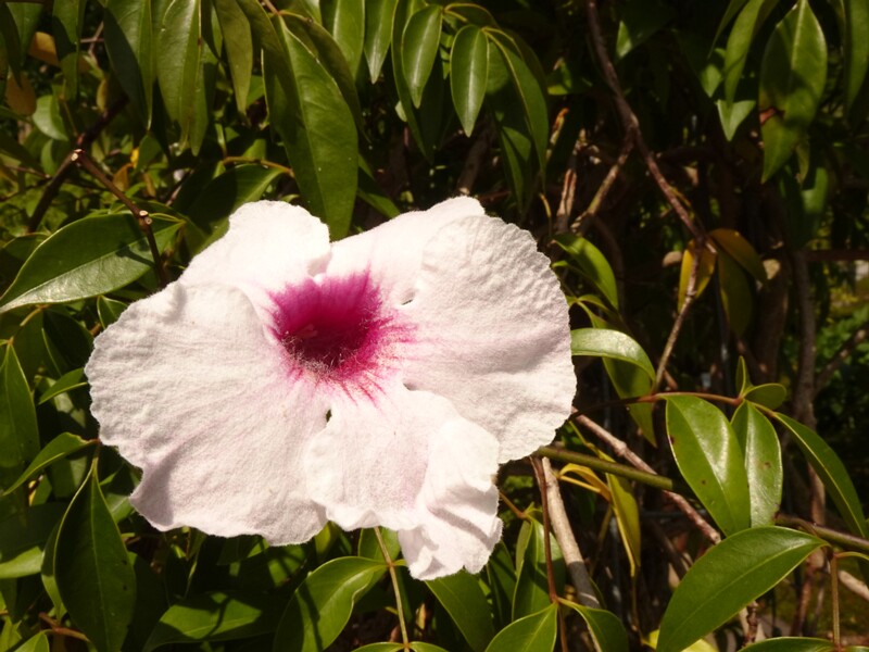 en. bower plant, ru. Пандорея жасминовидная, lat. Pandorea jasminoides