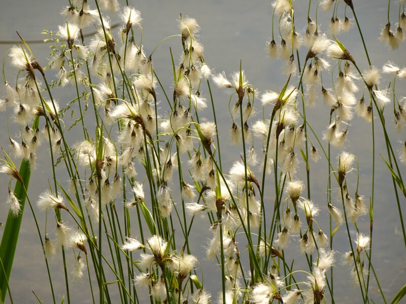 en. broad-leaved bog-cotton, ru. Пушица широколистная, lat. Eriophorum latifolium