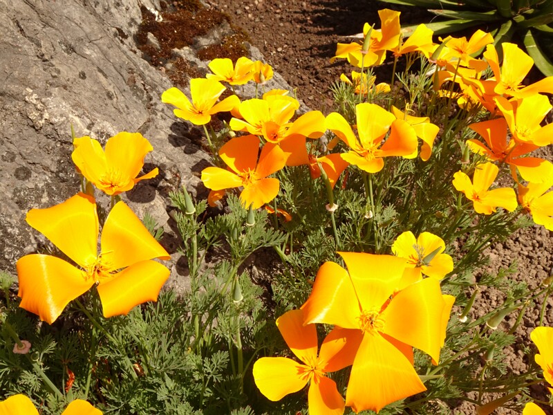 en. california poppy, ru. Эшшольция калифорнийская, lat. Eschscholzia californica