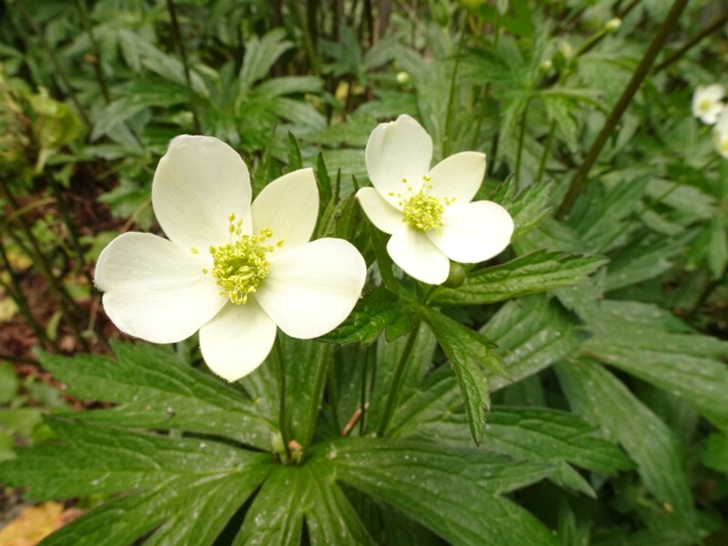en. canada anemone, ru. Ветровник канадский, lat. Anemonidium canadense