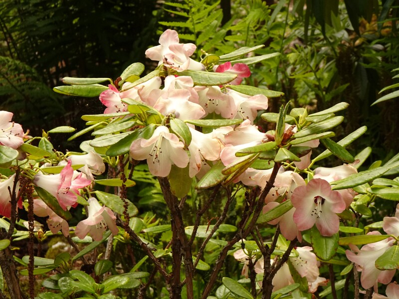 en. cherry rhododendron, ru. Рододендрон вишневый, lat. Rhododendron cerasinum
