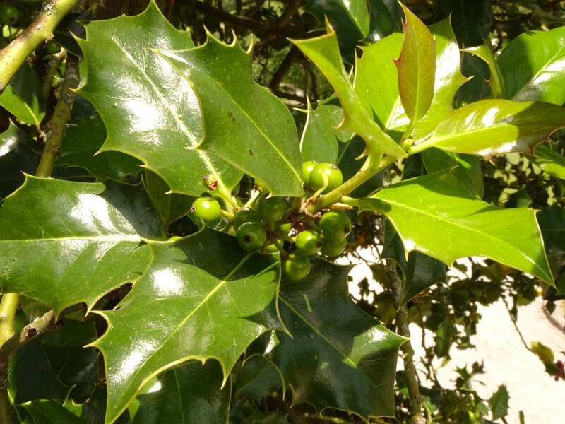 en. common holly, ru. Падуб обыкновенный, lat. Ilex aquifolium