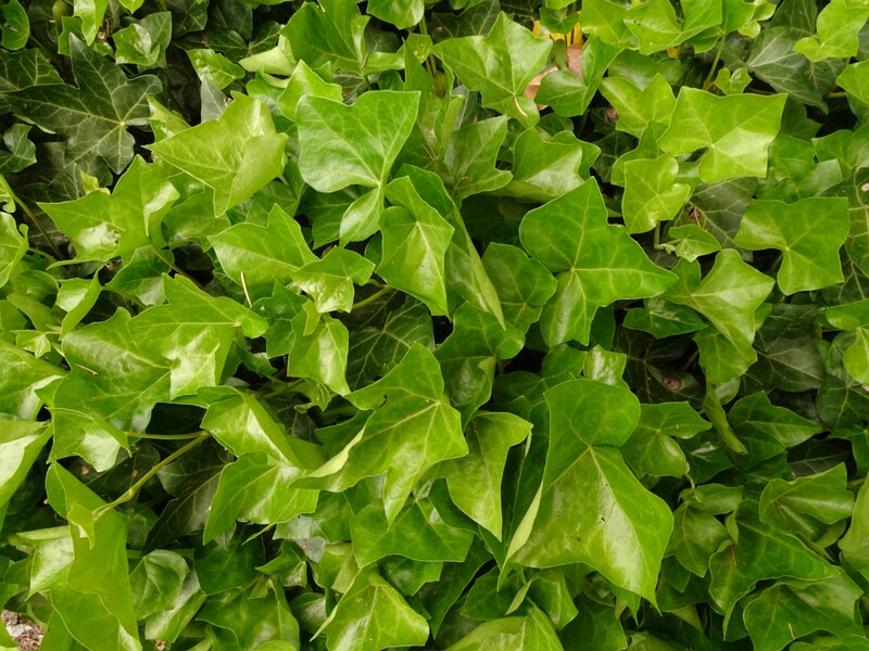 en. common ivy, ru. Плющ обыкновенный, lat. Hedera helix