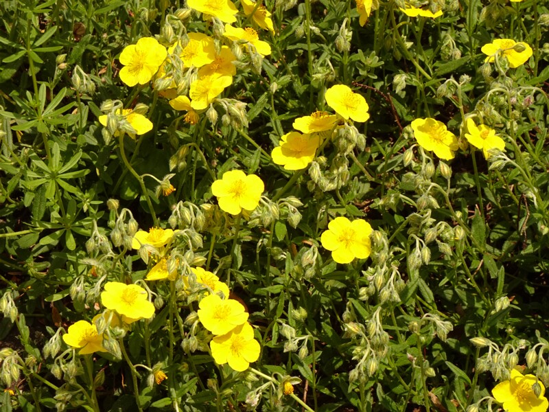 en. common rock-rose, ru. Солнцецвет монетолистный, lat. Helianthemum nummularium