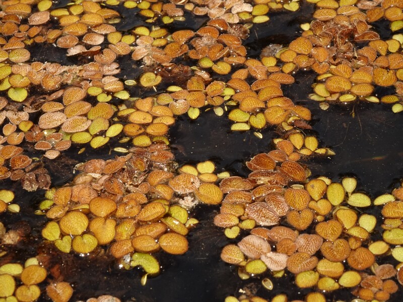 en. common salvinia, ru. Сальвиния маленькая, lat. Salvinia minima