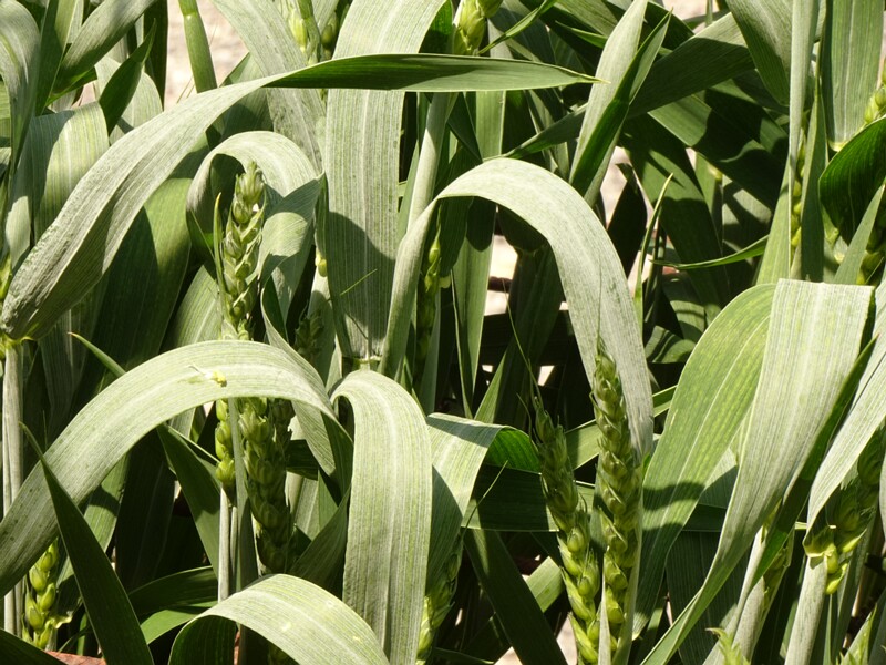 en. common wheat 'Camedo', ru. Пшеница мягкая 'Камедо, lat. Triticum aestivum 'Camedo'