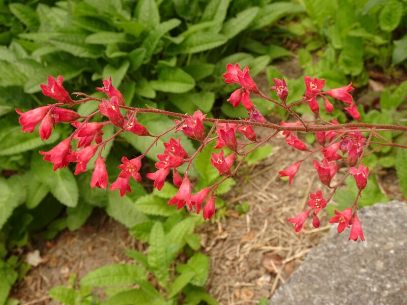 en. coral bells, ru. Гейхера кроваво-красная, lat. Heuchera sanguinea