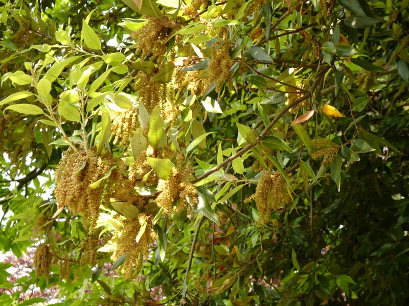 en. cork oak, ru. Дуб пробковый, lat. Quercus suber