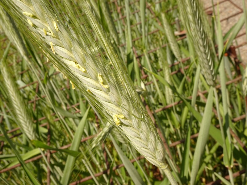 en. durum, ru. Пшеница твердая, lat. Triticum durum