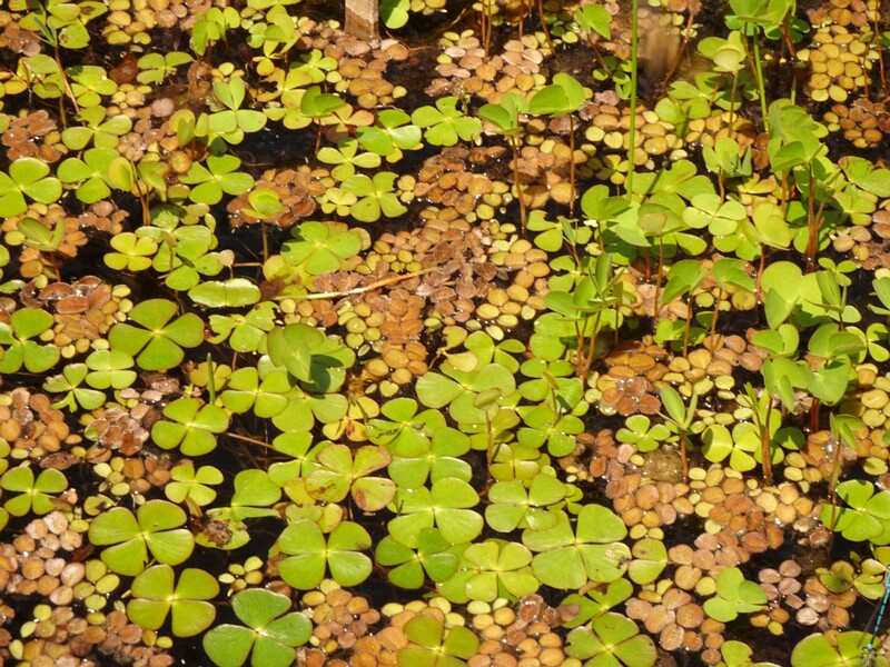 en. european waterclover, ru. Марсилия четырёхлистная, lat. Marsilea quadrifolia