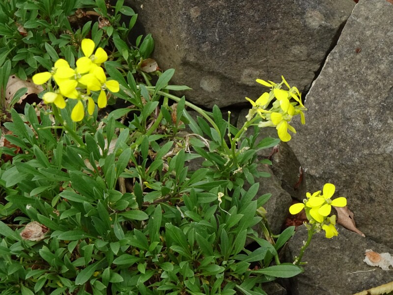 en. forest wallflower, ru. Желтушник лесной, lat. Erysimum sylvestre