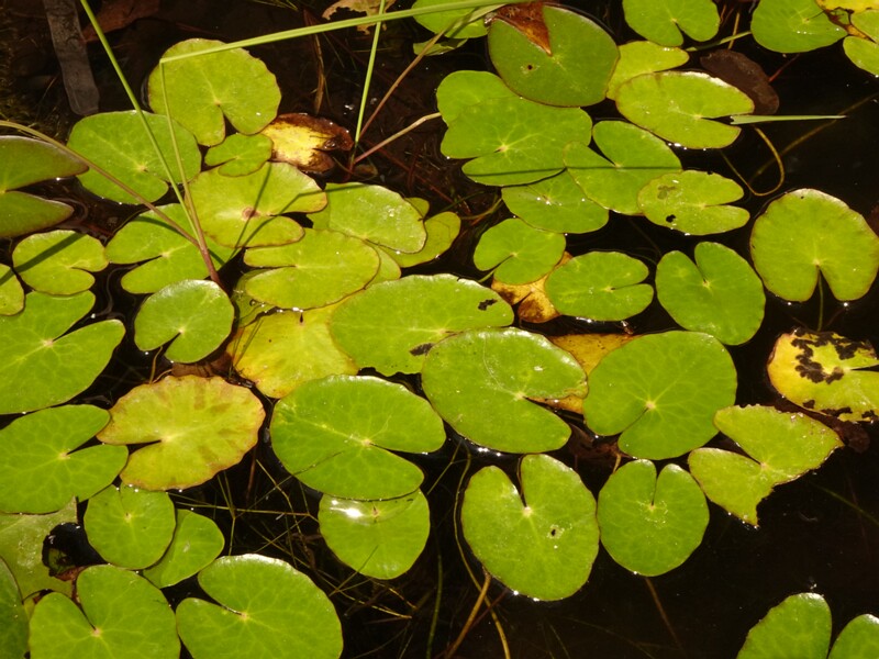 en. fringed water lily, ru. Болотноцветник щитолистный, lat. Nymphoides peltata