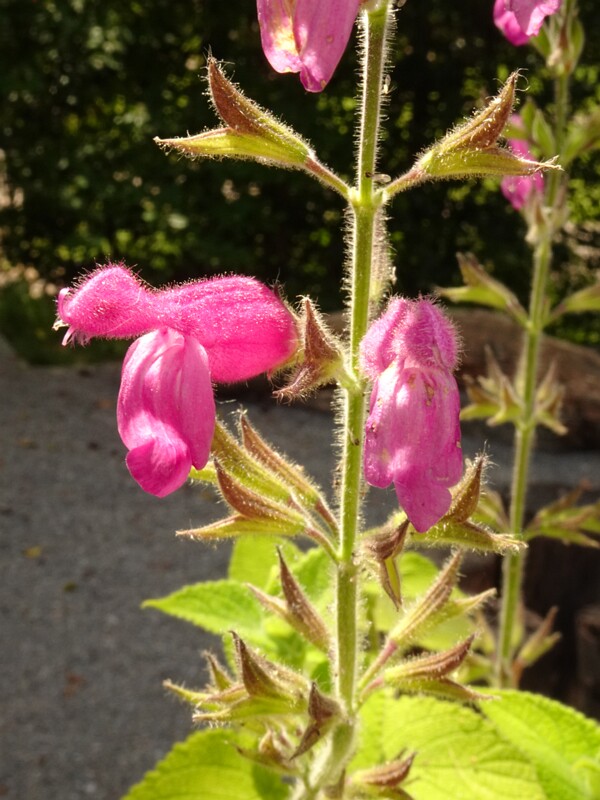 en. fruit-scented sage, ru. Шалфей фруктовый, lat. Salvia dorisiana