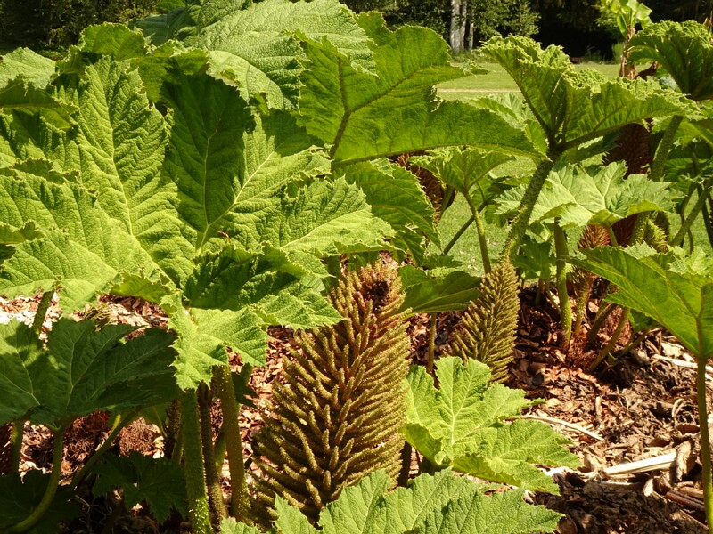 en. giant rhubarb, ru. Гуннера красильная, lat. Gunnera tinctoria