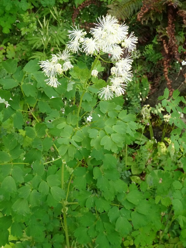 en. greater meadow-rue white form, ru. Василисник водосборолистный белая форма, lat. Thalictrum aquilegiifolium f. alba