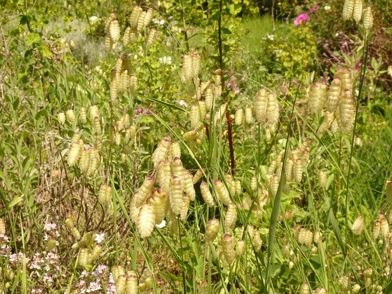 en. greater quaking-grass, ru. Трясунка большая, lat. Briza maxima
