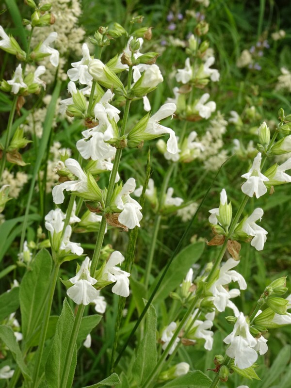 en. greek sage, ru. Шалфей кустарниковый, lat. Salvia fruticosa