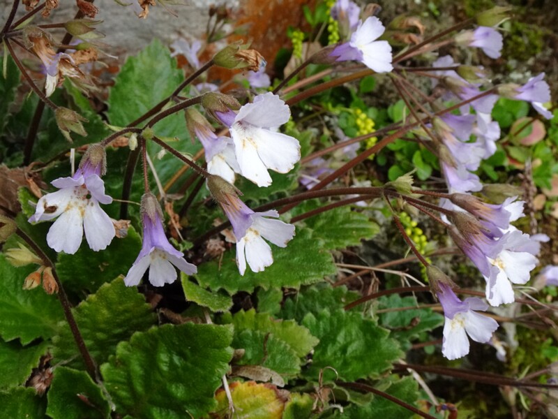 en. king ferdinand's pyrenean-violet, ru. Рамонда x короля Фердинанда, lat. Ramonda x regis-fendinandi