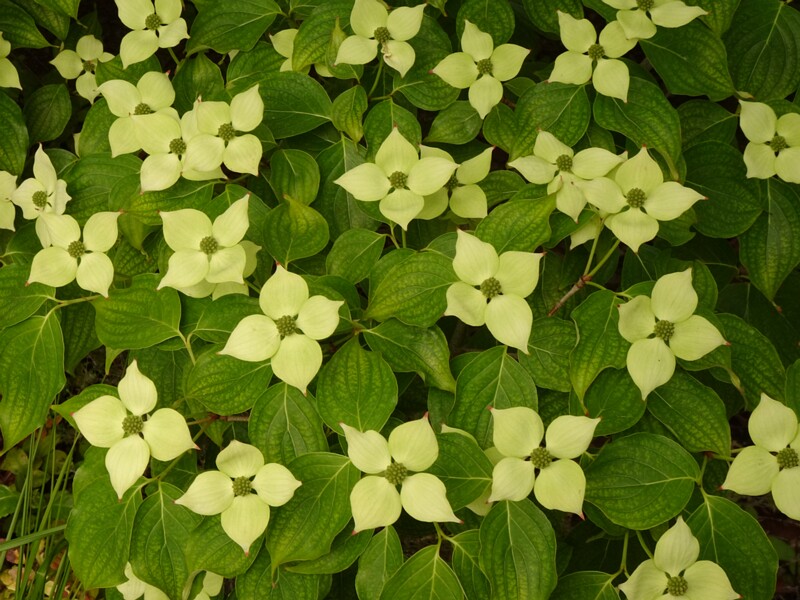en. kousa dogwood, ru. Дёрен японский, lat. Cornus kousa