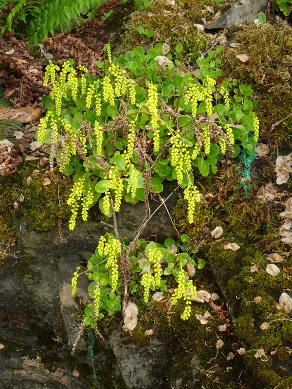 en. lamb's-tail, ru. Крестолистник супротивнолистный, lat. Umbilicus oppositifolius