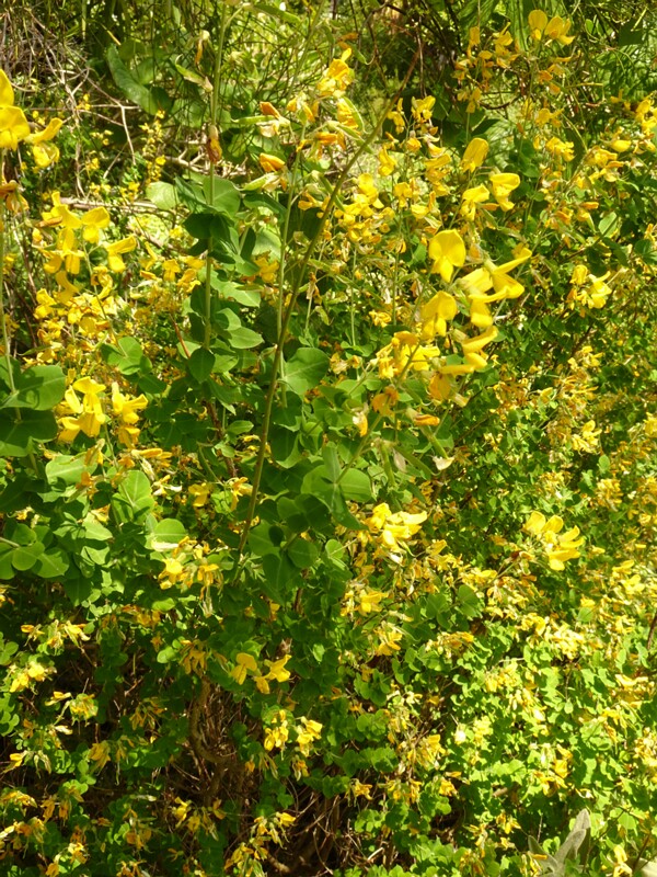 en. leaf-stalkless honeysuckle, ru. Ракитниколистник сидячелистный, lat. Cytisophyllum sessilifolium