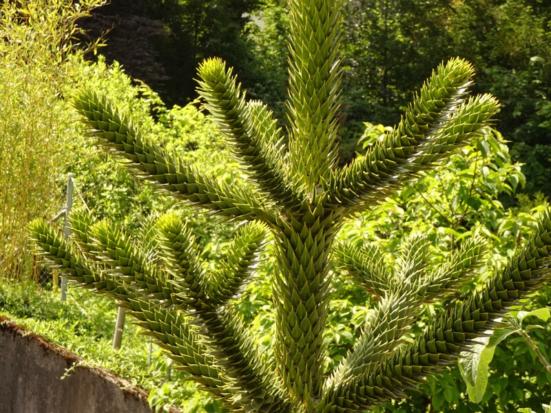 en. monkey puzzle tree, ru. Араукария чилийская, lat. Araucaria araucana