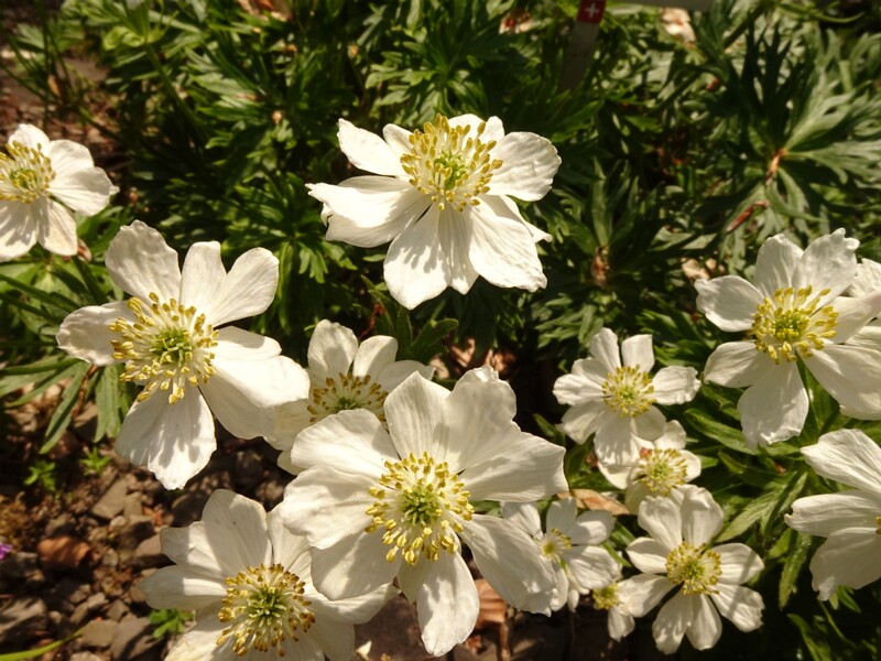 en. narcissus anemone, ru. Ветреница нарциссоцветковая, lat. Anemone narcissiflora