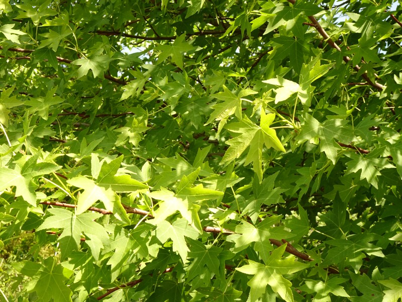 en. oriental sweetgum, ru. Ликвидамбар восточный, lat. Liquidambar orientalis