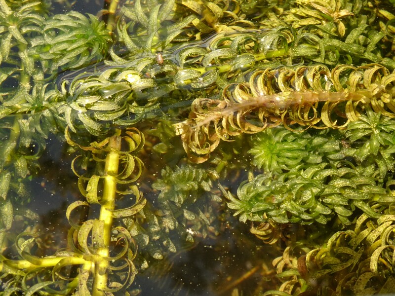en. oxygen weed, ru. Лагаросифон большой, lat. Lagarosiphon major