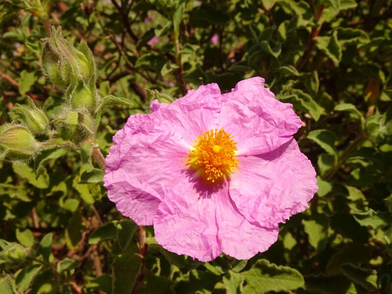 en. pink rock-rose, ru. Ладанник критский, lat. Cistus creticus