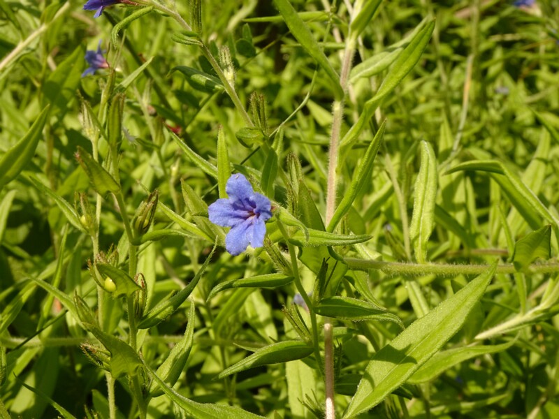 en. purple gromwell, ru. Эгонихон пурпурно-голубой, lat. Aegonychon purpureocaeruleum