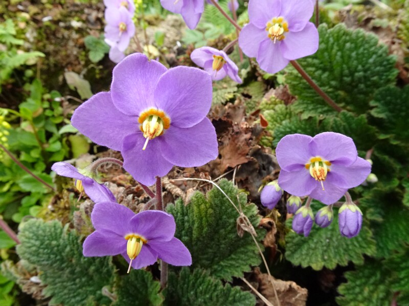 en. pyrenean-violet, ru. Рамонда миконская, lat. Ramonda myconi